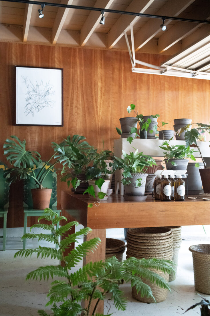 Potted plants on a table