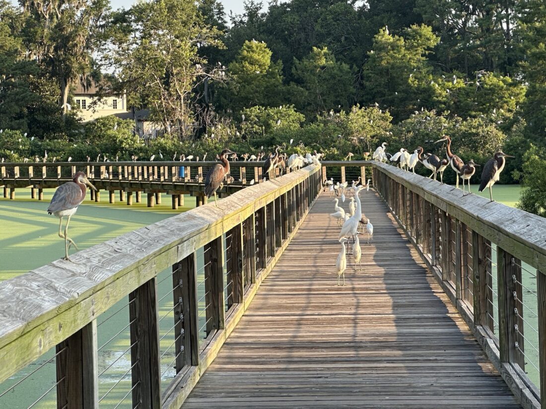 Water birds crowd a dock over water