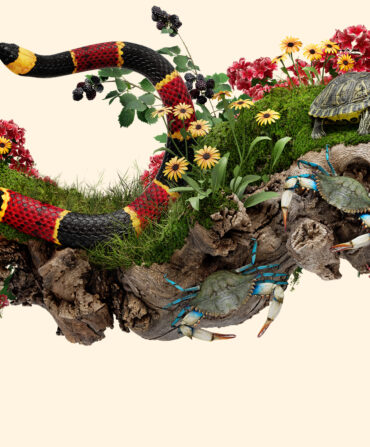 An illustration showing wildlife, including flowers, snakes, butterflies, turtles, and crabs