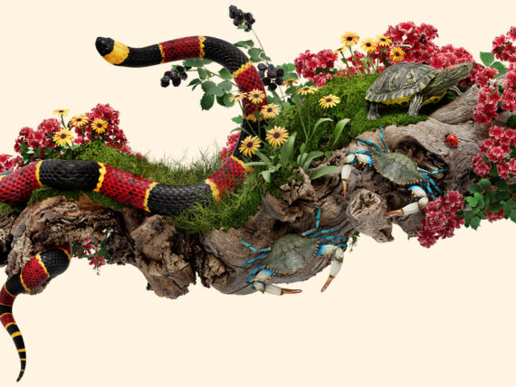 An illustration showing wildlife, including flowers, snakes, butterflies, turtles, and crabs