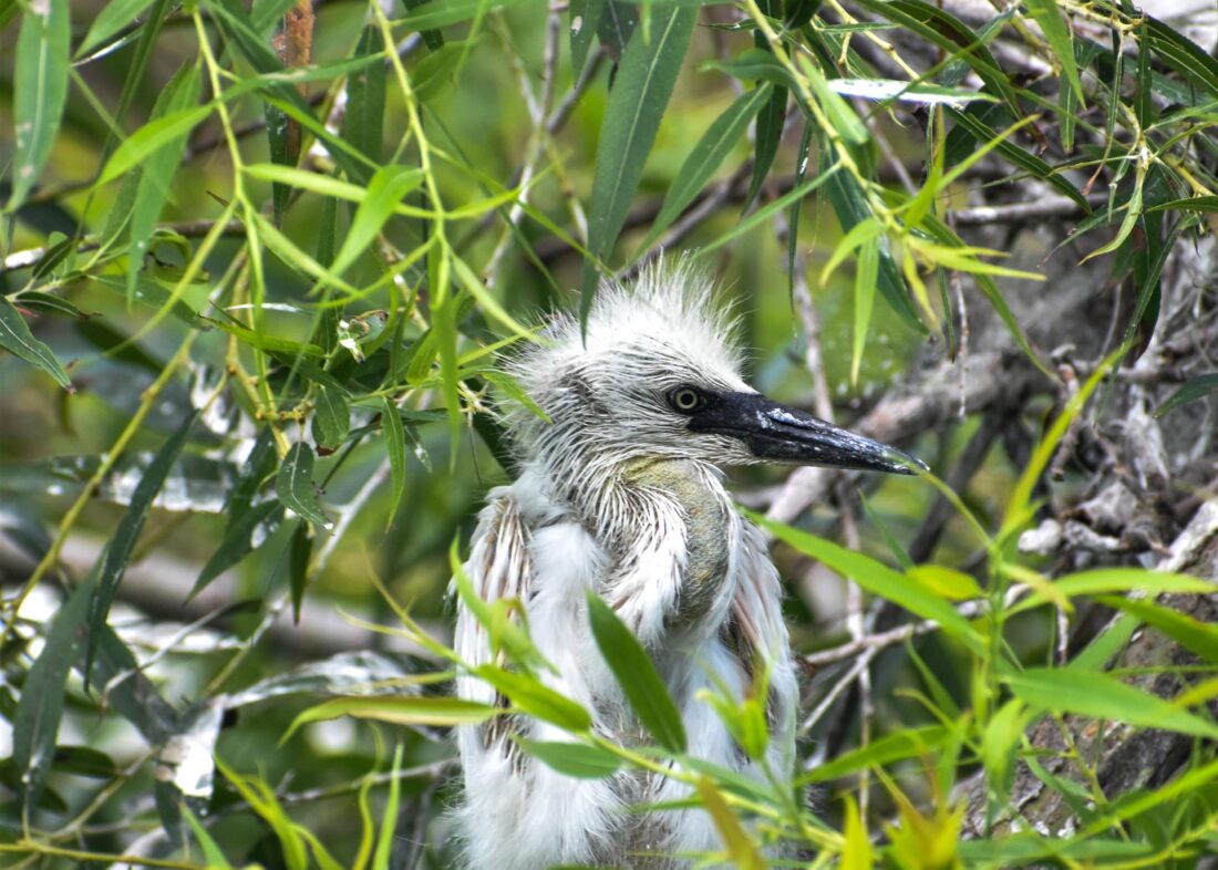A little blue heron chick.