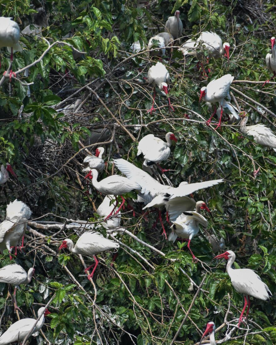 American white ibisises crowd a cypress tree.