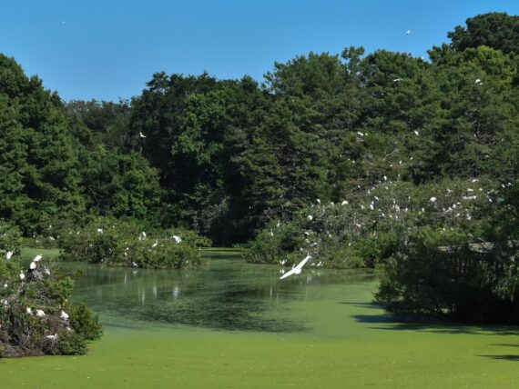 Birds crowd the cypress trees and branches hanging over the water.