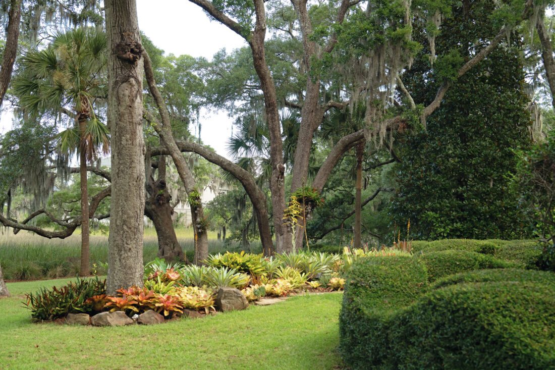 Bromeliads cluster in a garden under oak trees