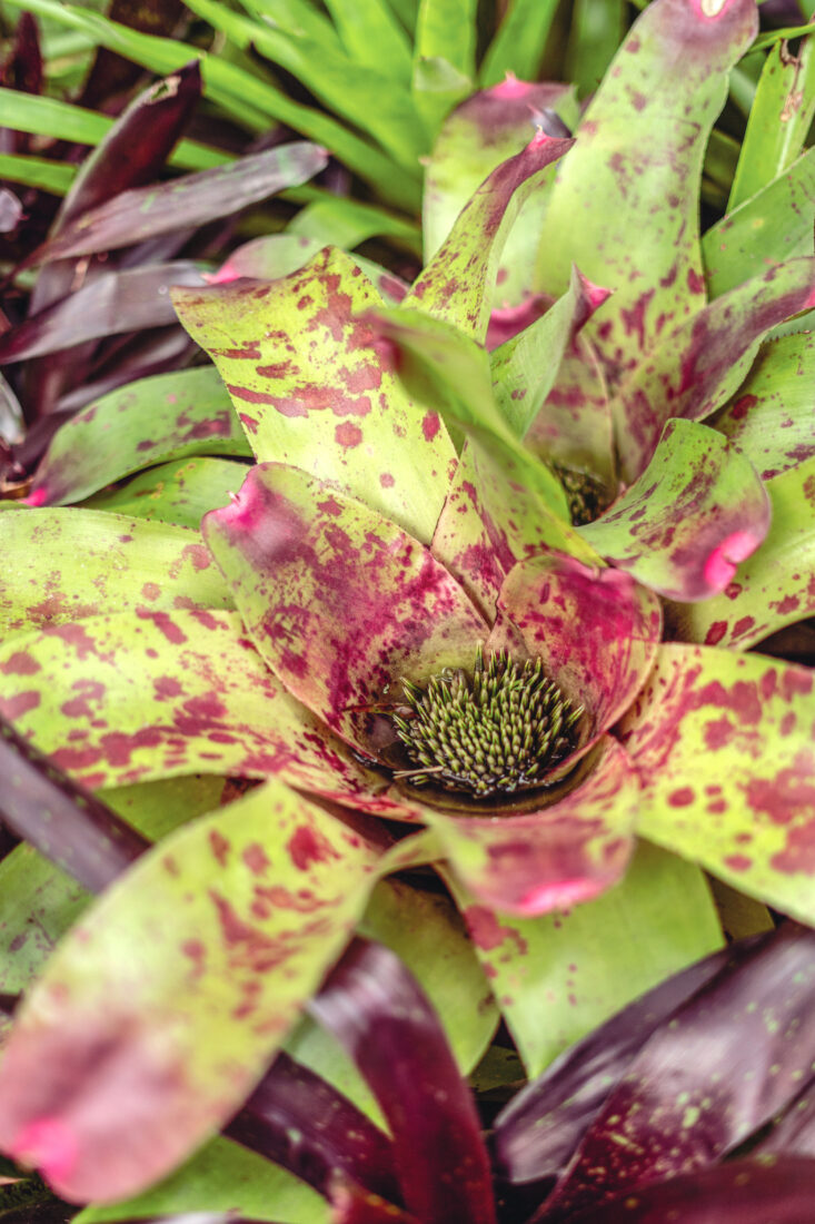 A Neoregelia Aztec bromeliad with bright green and pink-spotted leaves