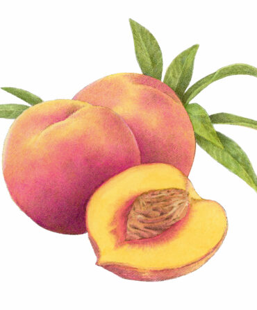 An illustration of a peach