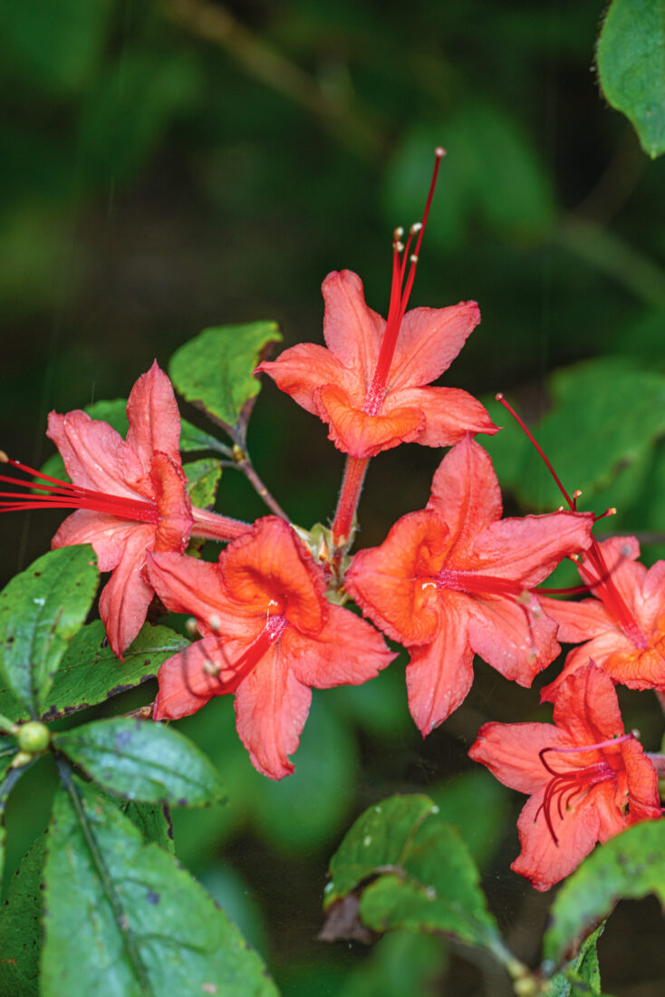 Flame azalea
