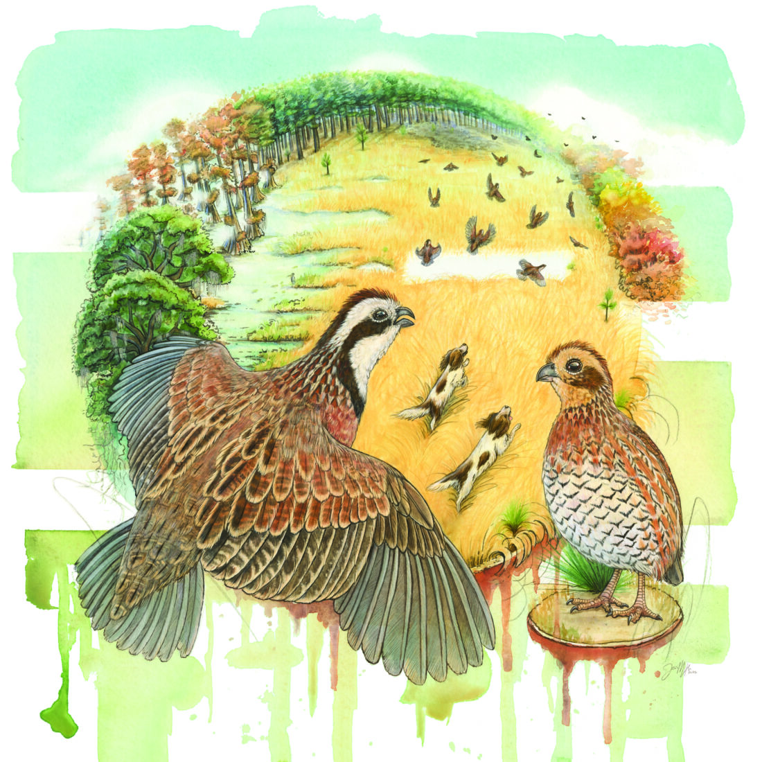 an illustration of quail