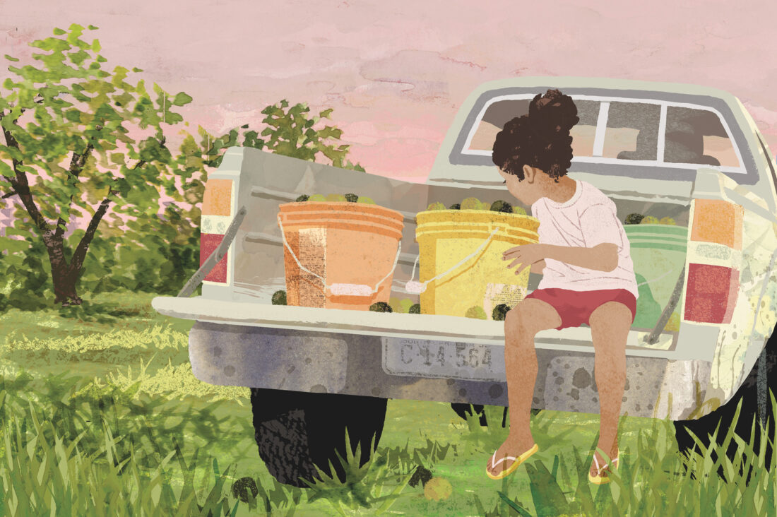 An illustration of a little girl sitting on the back of a truck with buckets of walnuts in an orchard