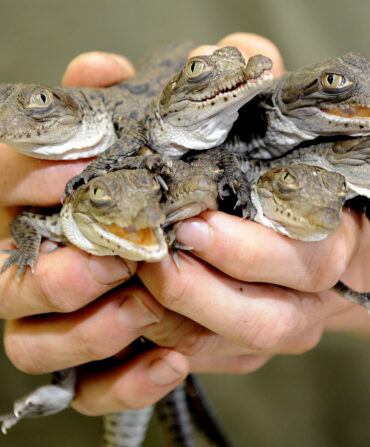 crocodile hatchlings