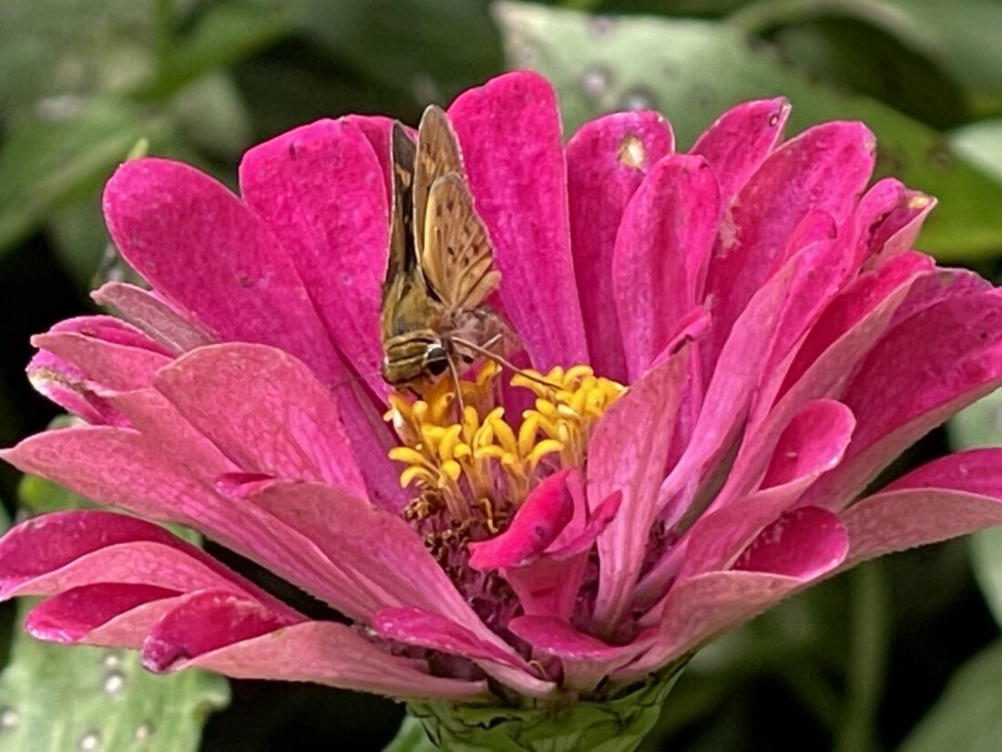 A Fiery Skipper on a zinnia