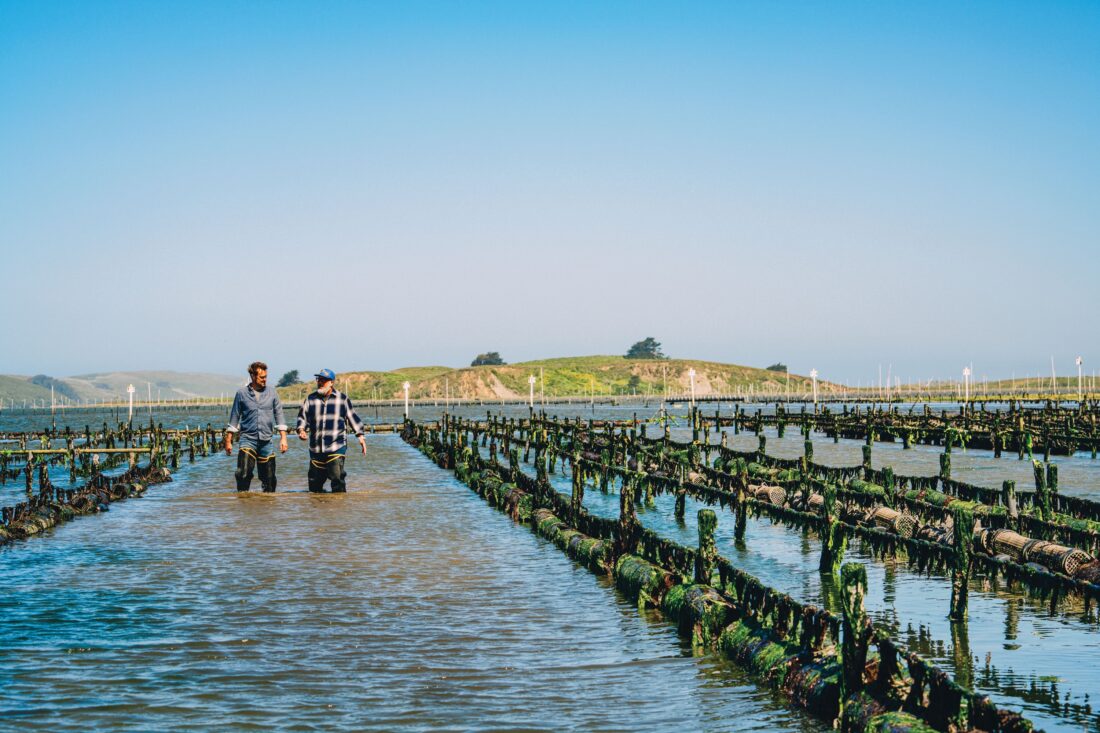 Two men walk through water at an oyster farm