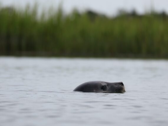 A seal in water