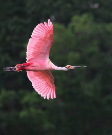 a spoonbill