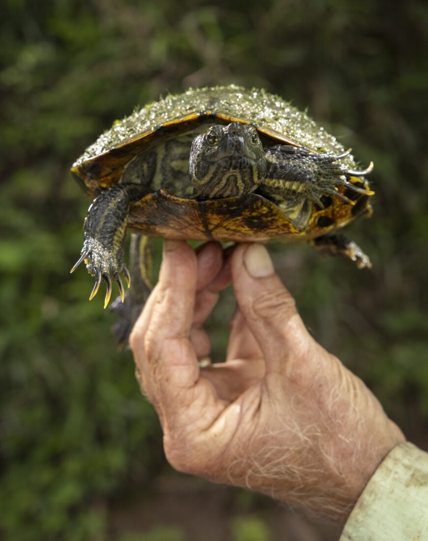 A male yellow- bellied slider