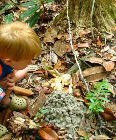 A child observing a crayfish mound